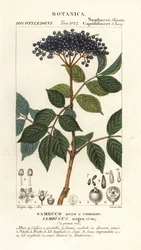 European black elderberry, Sambucus nigra