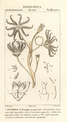 Extinct crinoid Encrinus, Encrino d