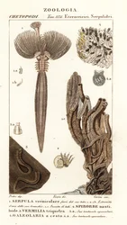 Fan worm, polychaete worm, tube-building annelid worm