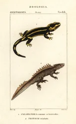 Fire Salamander, Salamandra salamandra 1, and Great Crested Newt, Triturus cristatus (critically endangered) 2