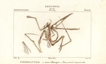 Fossil skeleton of an extinct pterodactyl