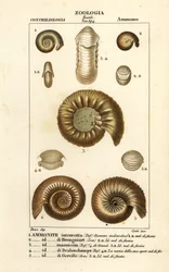 Fossils of extinct ammonite species