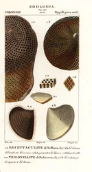 Fossils of Extinct Corals