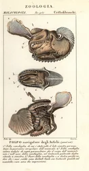Greater Argonaut Octopus, Argonauta argo