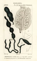 Green spoonworm