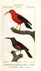 Iiwi and greater double-collared sunbird