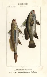 Longtail croaker, Lonchurus lanceolatus and meagre, croaker, stone bass, shadefish, Argyrosomus regius