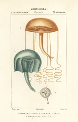 Naked-eye medusa, Orythia viridis, and hydrozoans, Geryonia proboscidalis, Dianea gabert, and Liriope tetraphylla