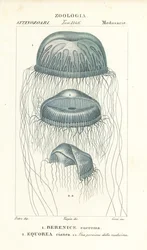 Naked-eye medusa jellyfish, Berenix euchroma and crystal jelly, Aequorea cyanea