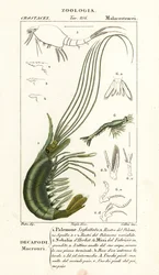 Narwal shrimp, leptostracan and mysid shrimp