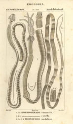 Parasitic worms and tapeworms, Bothriocephalus coronatus, Bothriocephalus corolla, and pike tapeworm, Triaenophorus nodulosus