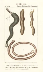 Peanut worms, Sipunculus nudus, Siphonosoma cumanense, etc.