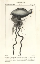 Portuguese man o