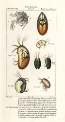 Species of Ostracods