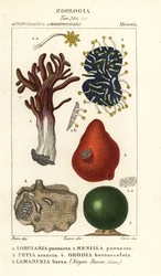 Species of Sea Sponge
