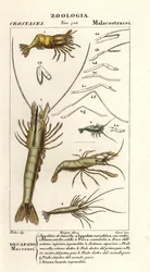 Species of Shrimp