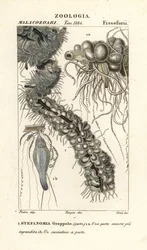 String Jellyfish, Apolemia uvaria (Stephanomia uvaria, Stefanomia grappolo)
