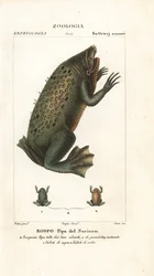 Surinam Toad