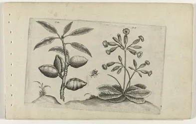 Almond Tree and Golden Primrose