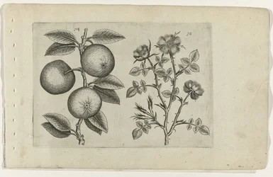 Apple and Dog Rose (Cognoscite lilia)