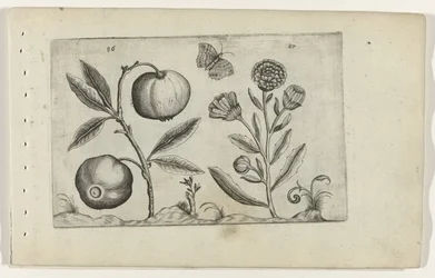 Assyrian Apple and Marigold (Cognoscite Lilia)