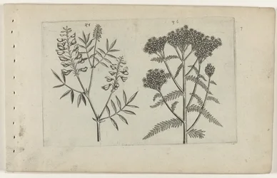 Vetch and Yarrow (Cognoscite lilia series)