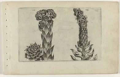 Mullein and Mullein (Cognoscite Lilia)