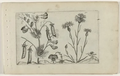 Pea and Cornflower