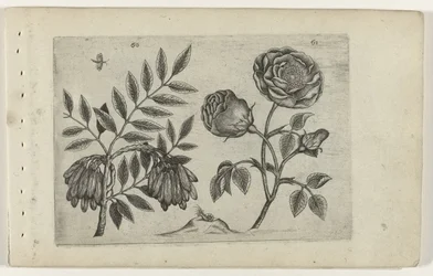 Ash and Rose Cognoscite Lilia