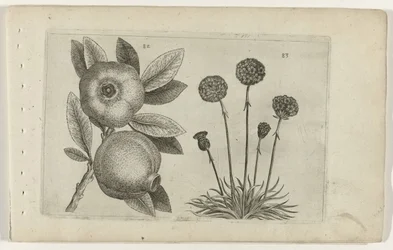 Pomegranate and English Grass