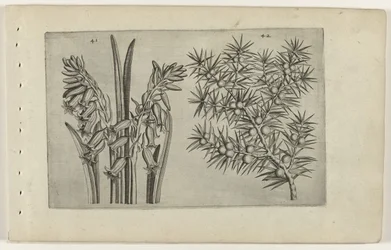 Hyacinth and Juniper (Cognoscite Lilia)