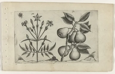 Jasmine and Pear (Cognoscite Lilia series)