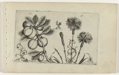 Cherry Plum and Carnation (Cognoscite Lilia)