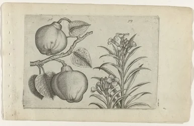 Quince and Wallflower, from the series Cognoscite Lilia
