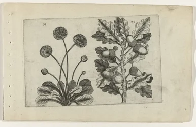 Daisy and Summer Oak, from the series Cognoscite Lilia