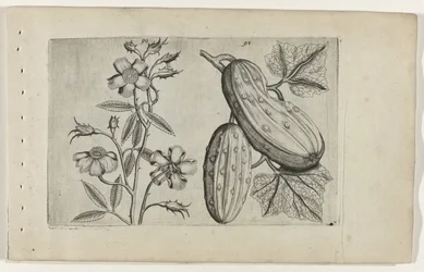 Musk Rose and Cucumber