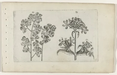 Wall Fern and Soapwort