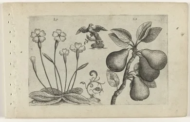 Primrose and Pear (Cognoscite lilia series)