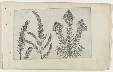 Tamarisk and Snapdragon