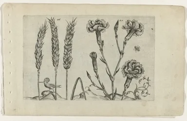 Wheat and Carnation