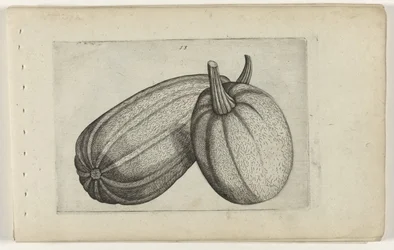 Two Melons (Cognoscite Lilia)