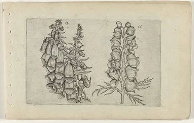 Foxglove and Blue Monkshood