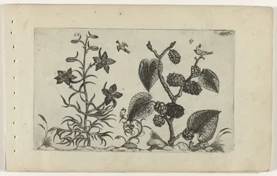 Larkspur and Black Mulberry (Cognoscite Lilia)