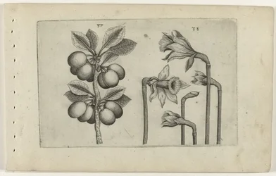 Sour Cherry and Wild Daffodil (Cognoscite Lilia)
