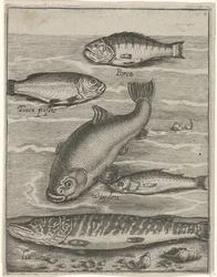 Study Sheet with Five Fish