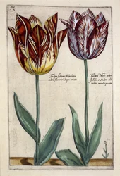 Tulipa Adriani Bilsi and Tulipa Nob Viri Johan a Seulen, from 
