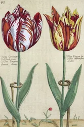 Tulipa Octaviani del pont, and Tulipa Elegant, from 