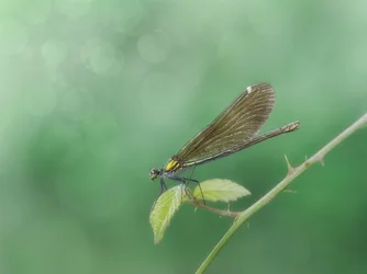 Delicate Damselfly Perched