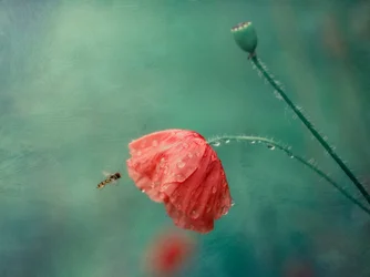 Poppy Flower and Hoverfly