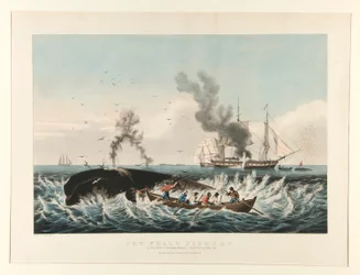 The Whale Fishery: Attacking a Sperm Whale
